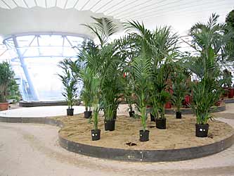 Die ersten Kentia-Palmen