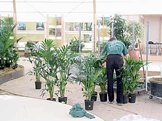 kleinere Kentia-Palmen